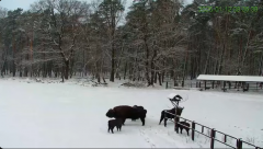 2025-01-12 14_43_42-Żubry Online _ Wisents Online - YouTube - Maxthon.png