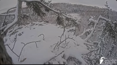 2025-01-12 21_51_38-Jūras ērgļi (Haliaeetus albicilla) Durbē - LDF tiešraide - YouTube - Maxthon.png