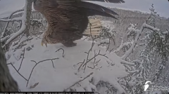 2025-01-12 21_52_13-Jūras ērgļi (Haliaeetus albicilla) Durbē - LDF tiešraide - YouTube - Maxthon.png