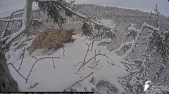 2025-01-12 21_52_26-Jūras ērgļi (Haliaeetus albicilla) Durbē - LDF tiešraide - YouTube - Maxthon.png