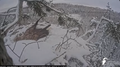2025-01-12 21_52_47-Jūras ērgļi (Haliaeetus albicilla) Durbē - LDF tiešraide - YouTube - Maxthon.png