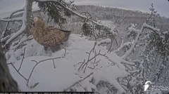 2025-01-12 21_52_57-Jūras ērgļi (Haliaeetus albicilla) Durbē - LDF tiešraide - YouTube - Maxthon.png