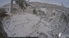 2025-01-12 21_53_47-Jūras ērgļi (Haliaeetus albicilla) Durbē - LDF tiešraide - YouTube - Maxthon.png