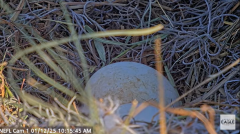 2025-01-12 22_00_34-NEFL Cam 1 - Live Bald Eagle Cam - YouTube - Maxthon.png