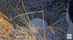 2025-01-12 22_00_50-NEFL Cam 1 - Live Bald Eagle Cam - YouTube - Maxthon.png
