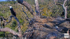 2025-01-12 22_00_08-NEFL Cam 1 - Live Bald Eagle Cam - YouTube - Maxthon.png