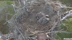 2025-01-12 22_04_44-Southwest Florida Eagle Cam - YouTube - Maxthon.png