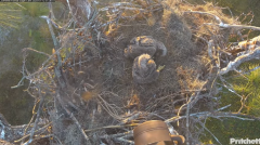 2025-01-12 22_04_27-Southwest Florida Eagle Cam - YouTube - Maxthon.png