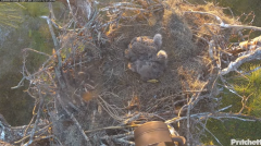 2025-01-12 22_05_11-Southwest Florida Eagle Cam - YouTube - Maxthon.png