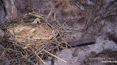 2025-01-12 22_09_42-Decorah Eagles - North Nest - 4k powered by EXPLORE.org - YouTube - Maxthon.png