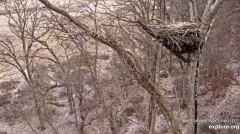 2025-01-12 22_10_04-Decorah Eagles - North Nest - 4k powered by EXPLORE.org - YouTube - Maxthon.png