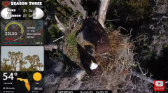 2025-01-12 22_13_21-Southwest Central Florida Eagle Cam - YouTube - Maxthon.png