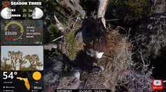2025-01-12 22_13_35-Southwest Central Florida Eagle Cam - YouTube - Maxthon.png