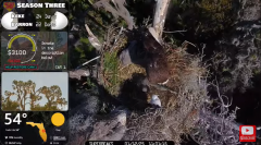 2025-01-12 22_13_38-Southwest Central Florida Eagle Cam - YouTube - Maxthon.png