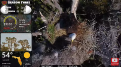 2025-01-12 22_14_20-Southwest Central Florida Eagle Cam - YouTube - Maxthon.png