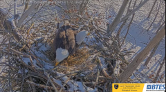 2025-01-12 22_17_35-Bluff City Cam2_ ETSU_BTES Eagle Camera - YouTube - Maxthon.png