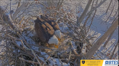 2025-01-12 22_17_45-Bluff City Cam2_ ETSU_BTES Eagle Camera - YouTube - Maxthon.png