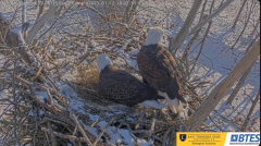 2025-01-12 22_17_52-Bluff City Cam2_ ETSU_BTES Eagle Camera - YouTube - Maxthon.png