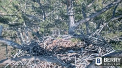 2025-01-12 22_22_29-Berry College Eagle Cams - 2025 - Maxthon.png