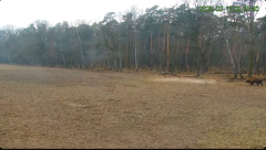 2025-02-12 12_57_13-Żubry Online _ Wisents Online - YouTube - Maxthon.png