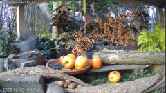 2025-02-12 20_01_07-Mandragora Park – karmnik na żywo - YouTube - Maxthon.png