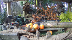 2025-02-12 20_02_16-Mandragora Park – karmnik na żywo - YouTube - Maxthon.png