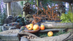 2025-02-12 20_02_43-Mandragora Park – karmnik na żywo - YouTube - Maxthon.png