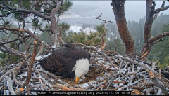 2025-02-12 20_56_41-Big Bear Bald Eagle Live Nest - Cam 1 - YouTube - Maxthon.png