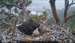 2025-02-12 20_56_54-Big Bear Bald Eagle Live Nest - Cam 1 - YouTube - Maxthon.png