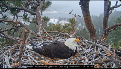 2025-02-12 20_57_00-Big Bear Bald Eagle Live Nest - Cam 1 - YouTube - Maxthon.png