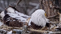 2025-02-12 21_05_17-Decorah Eagles - North Nest - 4k powered by EXPLORE.org - YouTube - Maxthon.png