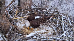 2025-02-12 21_43_38-Decorah Eagles - North Nest - 4k powered by EXPLORE.org - YouTube - Maxthon.png