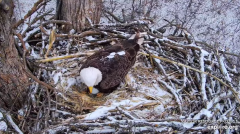 2025-02-12 21_44_07-Decorah Eagles - North Nest - 4k powered by EXPLORE.org - YouTube - Maxthon.png