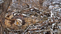 2025-02-12 21_48_22-Decorah Eagles - North Nest - 4k powered by EXPLORE.org - YouTube - Maxthon.png