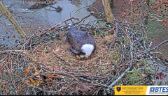 2025-02-12 21_52_14-Bluff City Cam 1_ ETSU_BTES Eagle Camera - YouTube - Maxthon.png
