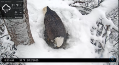2025-02-12 21_58_54-Port Tobacco Eagle Cam - YouTube - Maxthon.png