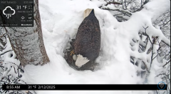 2025-02-12 21_59_00-Port Tobacco Eagle Cam - YouTube - Maxthon.png