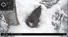 2025-02-12 21_59_09-Port Tobacco Eagle Cam - YouTube - Maxthon.png