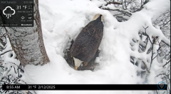 2025-02-12 21_59_28-Port Tobacco Eagle Cam - YouTube - Maxthon.png