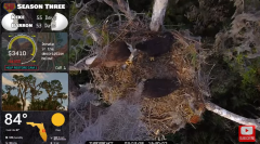2025-02-12 22_03_44-Southwest Central Florida Eagle Cam #baldeagle #fledgling #livestream - YouTube .png