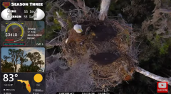 2025-02-12 22_04_36-Southwest Central Florida Eagle Cam #baldeagle #fledgling #livestream - YouTube .png