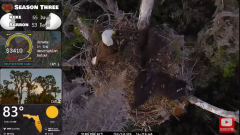 2025-02-12 22_06_42-Southwest Central Florida Eagle Cam #baldeagle #fledgling #livestream - YouTube .png