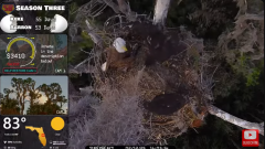 2025-02-12 22_06_49-Southwest Central Florida Eagle Cam #baldeagle #fledgling #livestream - YouTube .png