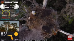 2025-02-12 22_06_59-Southwest Central Florida Eagle Cam #baldeagle #fledgling #livestream - YouTube .png