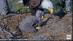 2025-02-12 22_20_42-NEFL Cam 1 - Live Bald Eagle Cam - YouTube - Maxthon.png