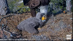 2025-02-12 22_20_45-NEFL Cam 1 - Live Bald Eagle Cam - YouTube - Maxthon.png