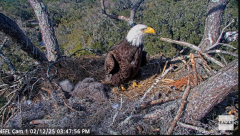 2025-02-12 22_21_19-NEFL Cam 1 - Live Bald Eagle Cam - YouTube - Maxthon.png