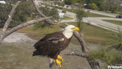 2025-02-12 22_11_07-Southwest Florida Eagle Cam - YouTube - Maxthon.png