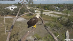 2025-02-12 22_11_44-Southwest Florida Eagle Cam - YouTube - Maxthon.png