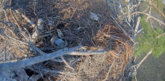 2025-02-12 22_12_34-Southwest Florida Eagle Cam - Cam 4K - YouTube - Maxthon.png